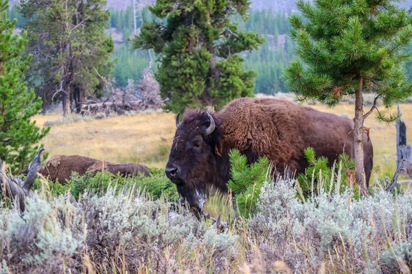 Bisonte Americano Campo Del Parque Nacional Yellowstone Wyoming — Foto de Stock