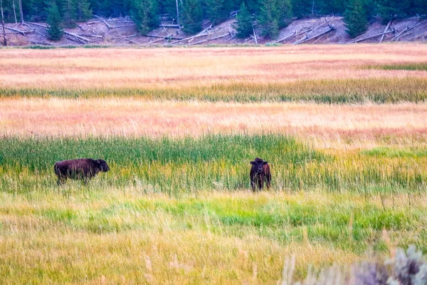 Amerikanische Bisons Yellowstone National Park Wyoming — Stockfoto