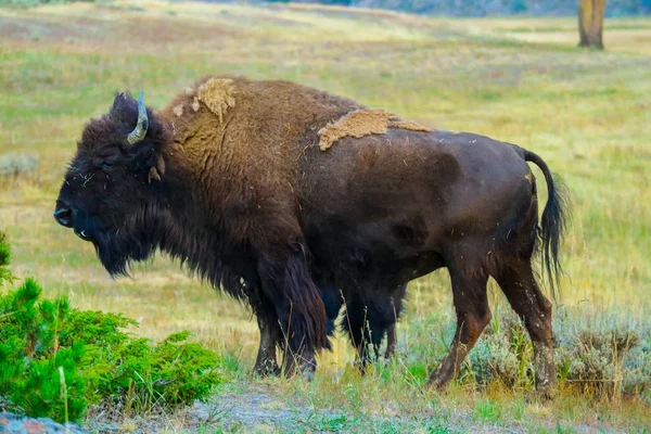 American Bison Het Gebied Van Yellowstone National Park Wyoming — Stockfoto