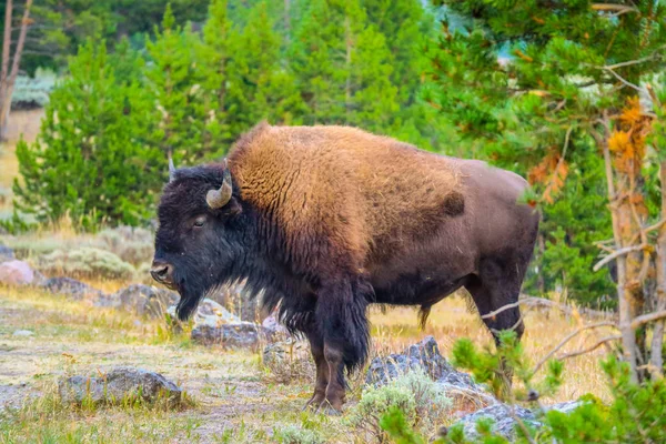 American Bison Nel Campo Del Parco Nazionale Yellowstone Wyoming — Foto Stock