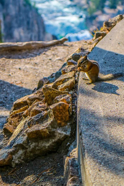 Una Ardilla Oriental Marrón Parque Nacional Yellowstone Wyoming — Foto de Stock