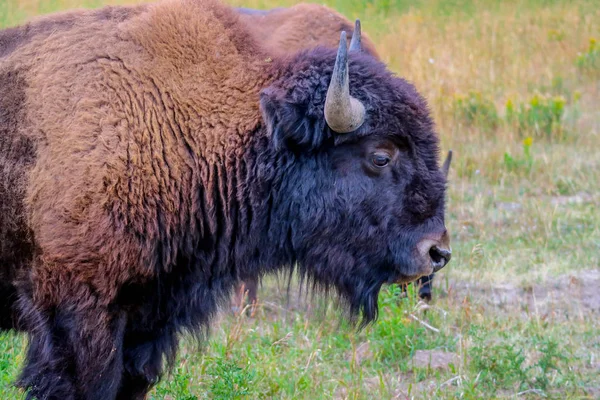 American Bison Nel Campo Del Parco Nazionale Yellowstone Wyoming — Foto Stock