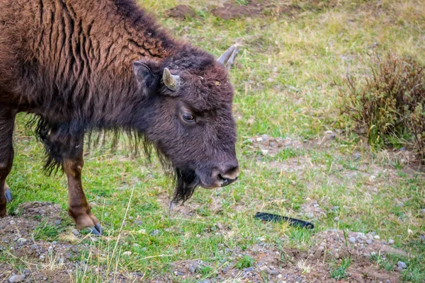 Bisonte Americano Campo Del Parque Nacional Yellowstone Wyoming —  Fotos de Stock