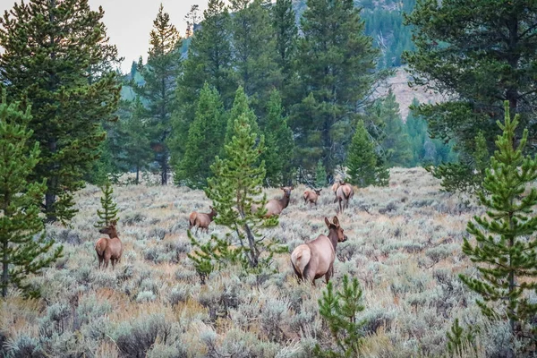 Grand Paquet Wapitis Femelles Dans Parc National Yellowstone Wyoming — Photo