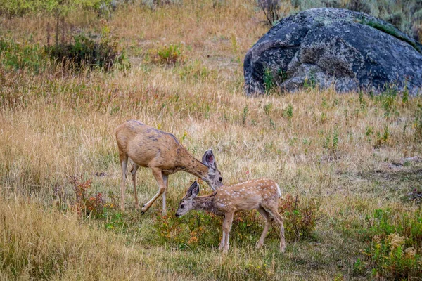 White Tailed Deer Field Yellowstone National Park Wyoming — Stock Photo, Image