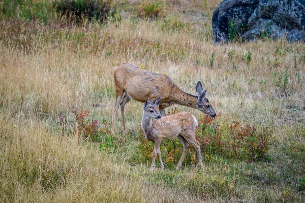 White Tailed Deer Field Yellowstone National Park Wyoming — Stock Photo, Image