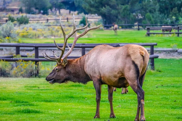 Bull Elk His Female Harem Yellowstone National Park Wyoming — Stock Photo, Image