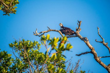 Batı Osprey Everglades Ulusal Park, Florida