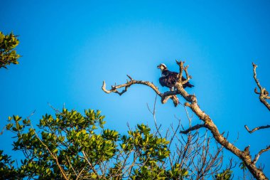 Batı Osprey Everglades Ulusal Park, Florida