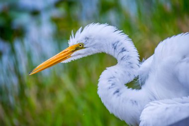 Bir büyük beyaz ak balıkçıl Everglades Ulusal Park, Florida