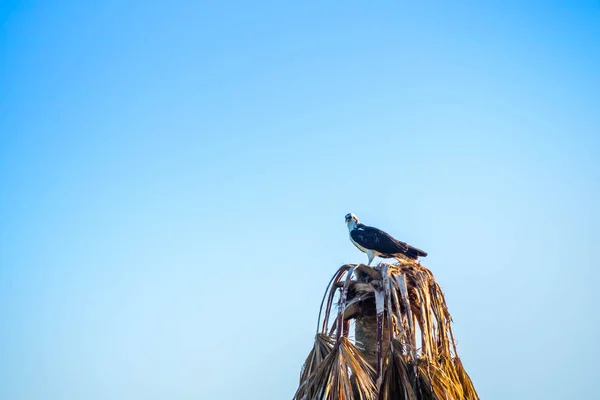 Osprey Occidentale Nel Parco Nazionale Delle Everglades Florida — Foto Stock