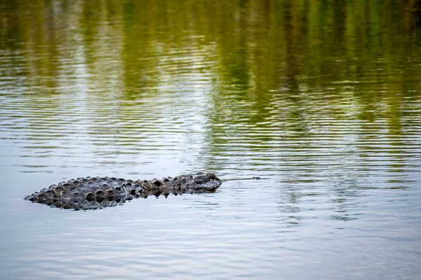 Grande Alligatore Americano Nel Parco Nazionale Delle Everglades Florida — Foto Stock