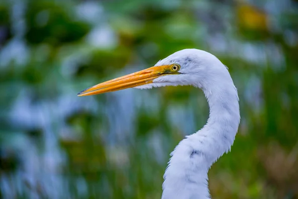 佛罗里达州大沼泽地国家公园的大白白鹭 — 图库照片