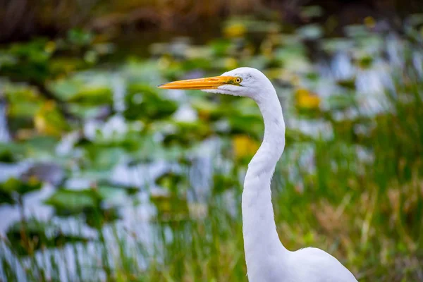 Grande Branco Egret Everglades National Park Florida — Fotografia de Stock