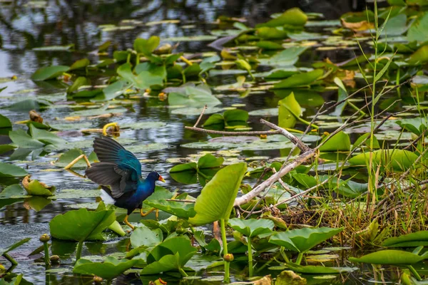 Фіолетовий Деркач Національному Парку Еверглейдс Штат Флорида — стокове фото