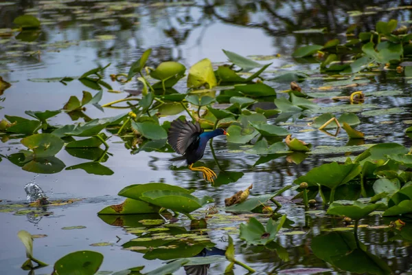 Una Gallinula Púrpura Parque Nacional Los Everglades Florida —  Fotos de Stock