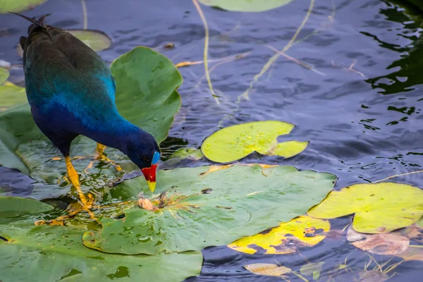 Μια Μωβ Gallinule Στο Εθνικό Πάρκο Του Everglades Της Φλόριντα — Φωτογραφία Αρχείου