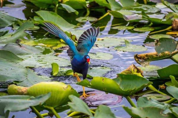 Galinulă Violet Parcul Național Everglades Florida — Fotografie, imagine de stoc