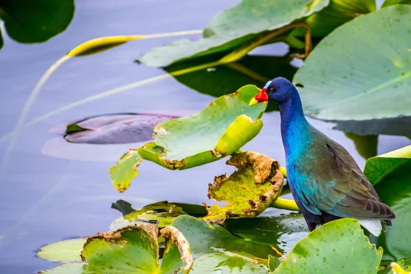 Uma Gallinule Roxa Parque Nacional Everglades Flórida — Fotografia de Stock