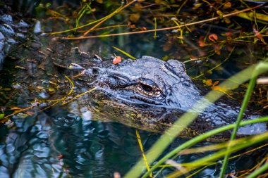Bir büyük Amerikan timsah Everglades Ulusal Park, Florida
