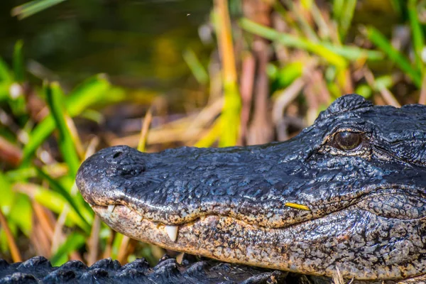 Nagy Amerikai Aligátor Floridai Everglades Nemzeti Park — Stock Fotó