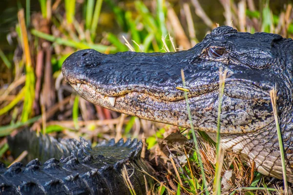 Grande Jacaré Americano Parque Nacional Everglades Flórida — Fotografia de Stock