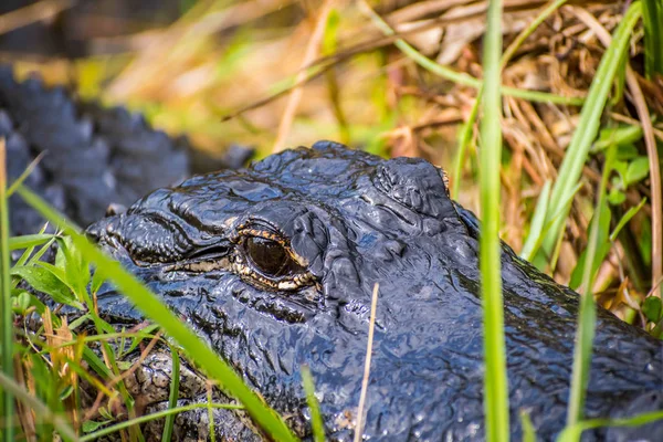 Nagy Amerikai Aligátor Floridai Everglades Nemzeti Park — Stock Fotó