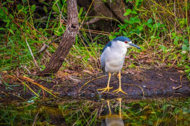 Everglades Ulusal Park, Florida siyah taç gece balıkçılı