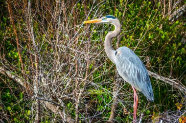 Büyük mavi balıkçıl Everglades Ulusal Park, Florida