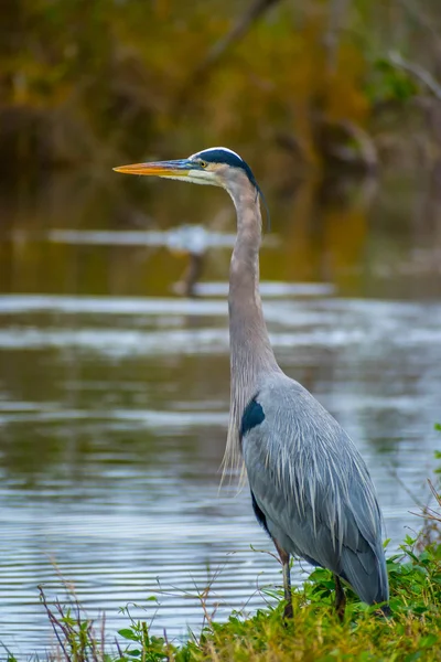 Uma Grande Garça Azul Parque Nacional Everglades Flórida — Fotografia de Stock