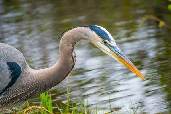 Uma Grande Garça Azul Parque Nacional Everglades Flórida — Fotografia de Stock