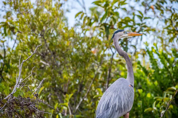 Grand Héron Dans Parc National Des Everglades Floride — Photo
