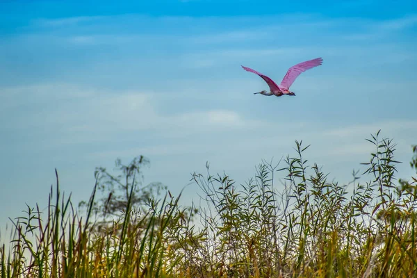 Kolpík Růžový Národní Park Everglades Floridě — Stock fotografie
