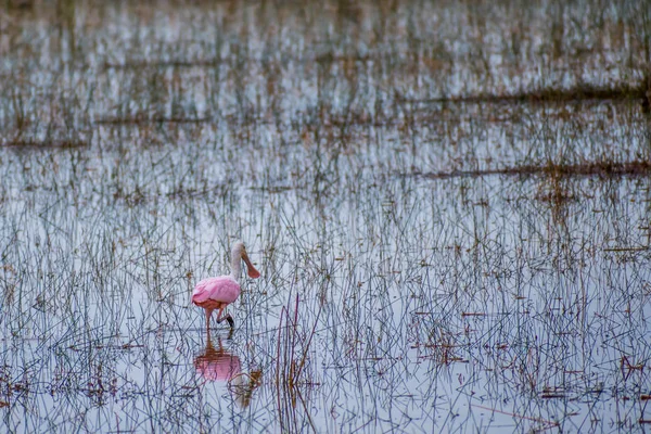 Pembe Kaşıkçı Everglades Ulusal Park Florida — Stok fotoğraf