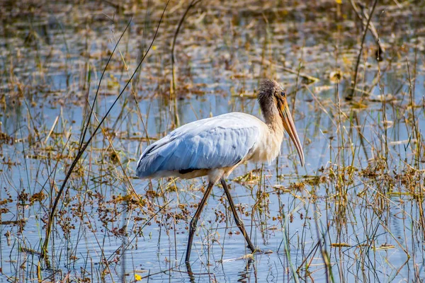 Uma Cegonha Branca Parque Nacional Everglades Flórida — Fotografia de Stock