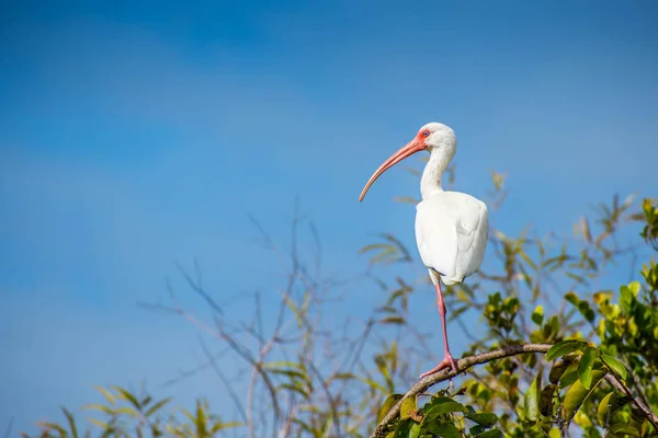 Ένα Φυσικό Λευκό Ibis Στο Everglades National Park Φλόριντα — Φωτογραφία Αρχείου