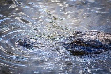 Miami, Florida'da büyük bir Amerikan timsah