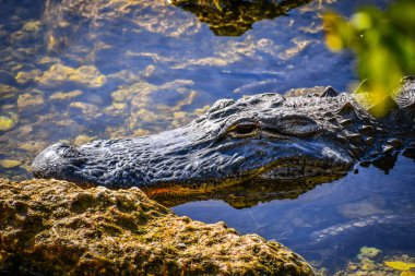 Miami, Florida'da büyük bir Amerikan timsah