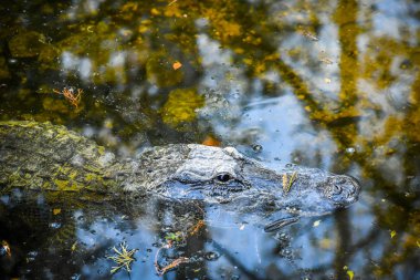 Miami, Florida'da büyük bir Amerikan timsah