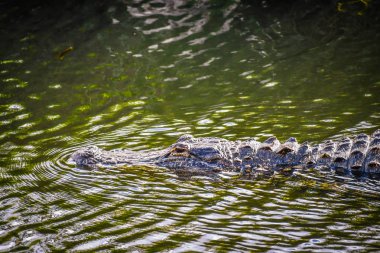 Miami, Florida'da büyük bir Amerikan timsah