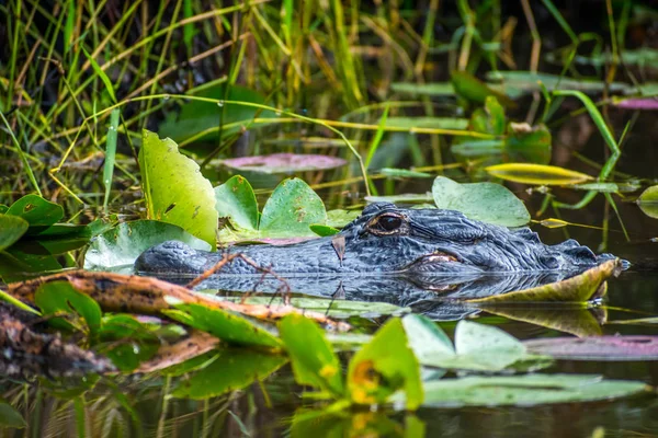 Nagy Amerikai Aligátor Miami Florida — Stock Fotó