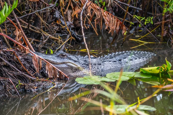 Grande Alligatore Americano Miami Florida — Foto Stock