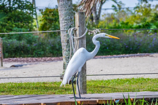 Une Grande Aigrette Blanche Miami Floride — Photo