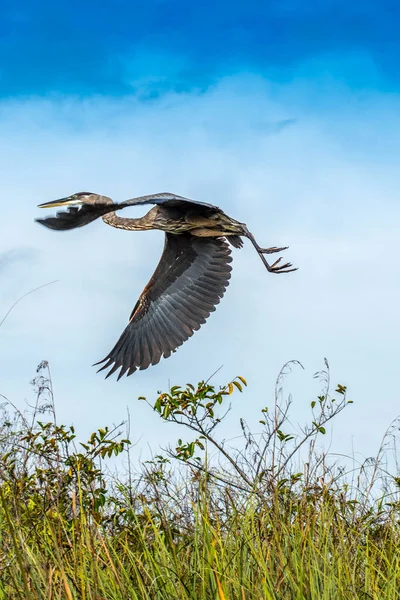 Una Gran Garza Azul Miami Florida —  Fotos de Stock