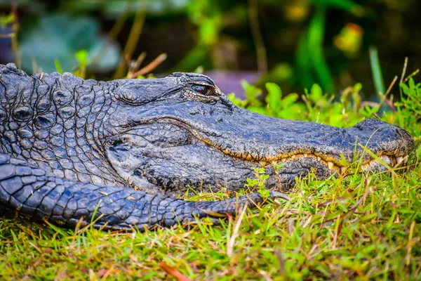 Nagy Amerikai Aligátor Miami Florida — Stock Fotó