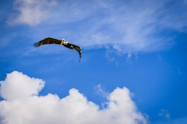 Pelícano Marrón Volando Por Miami Florida —  Fotos de Stock