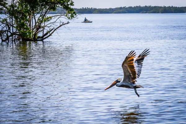 Pelícano Marrón Volando Por Miami Florida — Foto de Stock