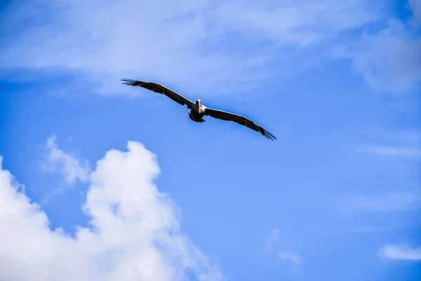 Pellicano Bruno Che Vola Miami Florida — Foto Stock