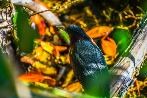 Pássaro Negro Everglades Miami Flórida — Fotografia de Stock