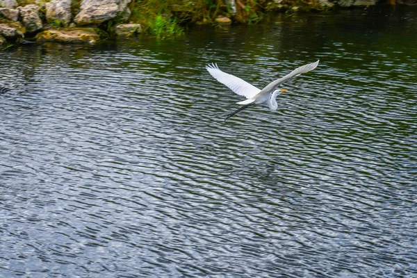 Grande Branco Egret Miami Flórida — Fotografia de Stock